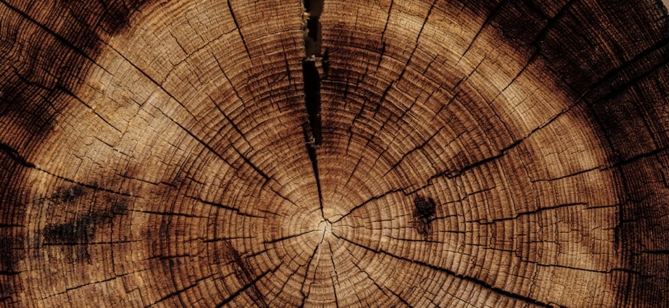 Image of wood ring