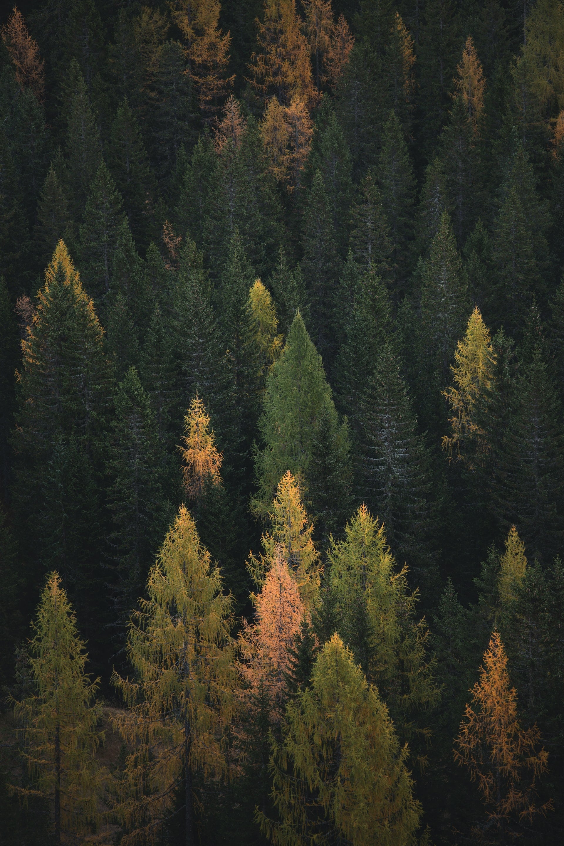 Photo of Evergreen Trees in a Forest